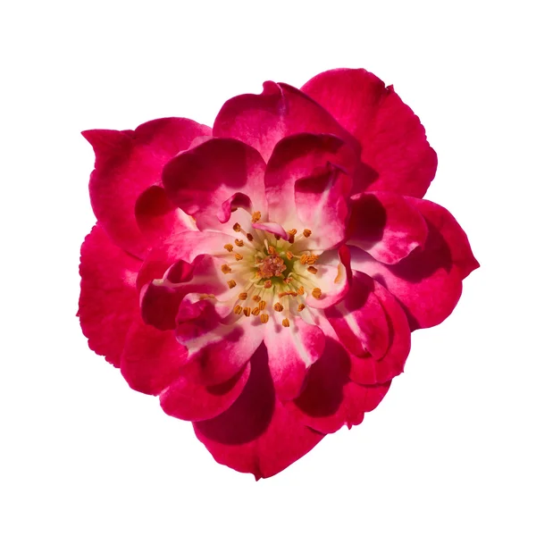 Isolated Pink Rose — Stock Photo, Image