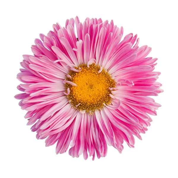 Roze aster — Stockfoto