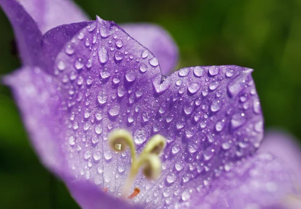 Jalá luzca con gotas de rocío — Foto de Stock