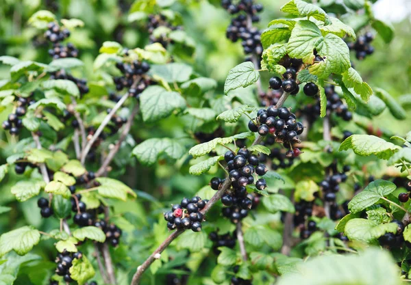 Black currants — Stock Photo, Image