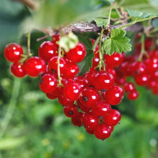 Bunch of red currant — Stock Photo, Image