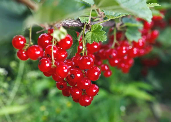 Bunch of red currant — Stock Photo, Image