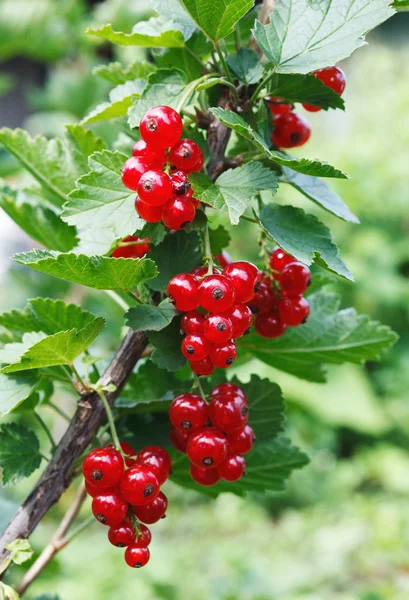 Rama de grosella roja — Foto de Stock