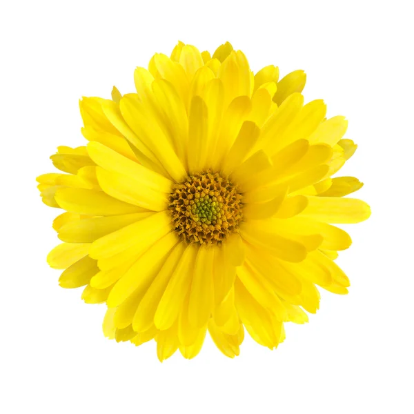 Calendula — Stockfoto