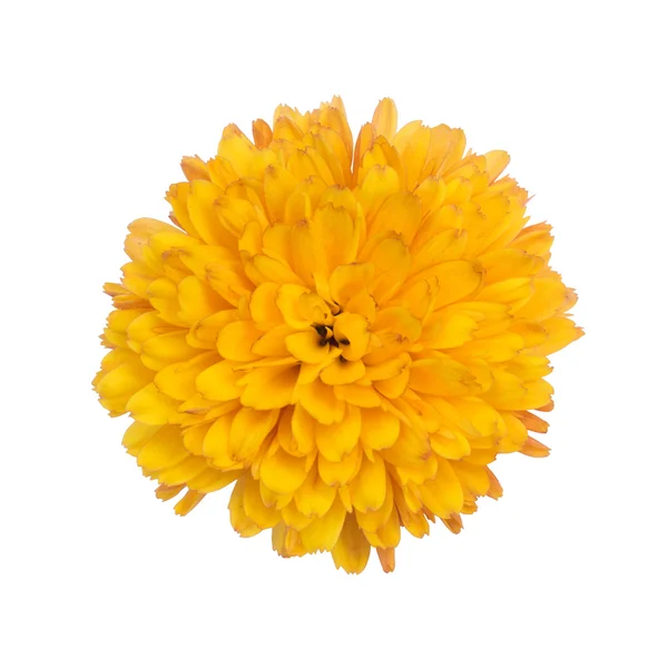 Chrysanthemenblüte — Stockfoto