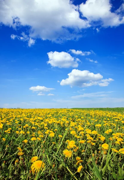 Landskap av blå himmel maskros fältet — Stockfoto