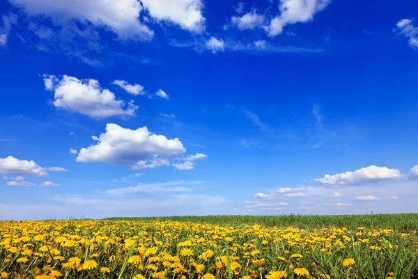 Krásná krajina, modrá obloha a daisy pole — Stock fotografie