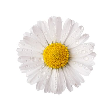 white daisy flower with dew drops  clipart