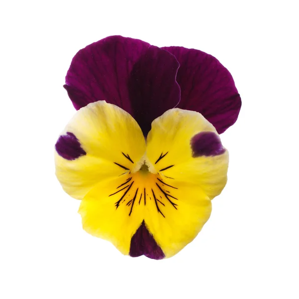 Pansy... — Fotografia de Stock