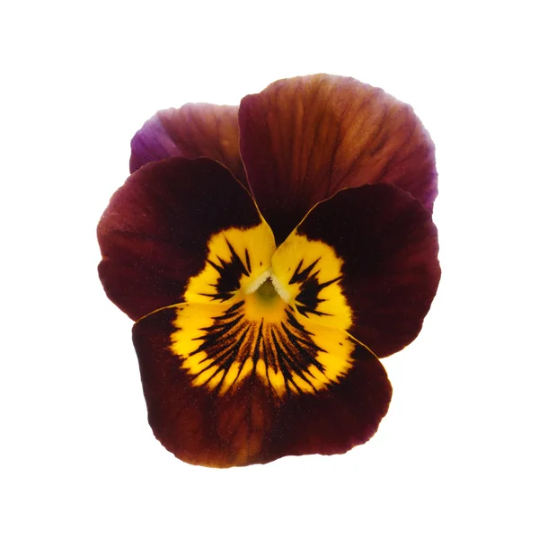 Pansy castanho — Fotografia de Stock