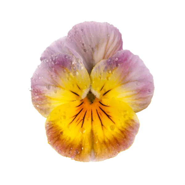 Pansy with dew drops — Stock Photo, Image
