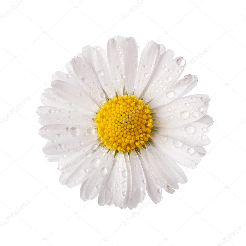white daisy flower with dew drops 