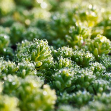 Çiy damlaları çimenlere düşer