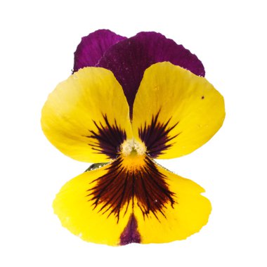 çiğ damlaları ile sarı Hercai Menekşe 