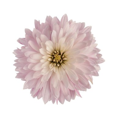 Kasımpatı çiçeği