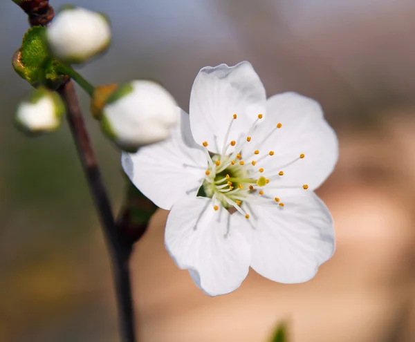 Cherry Blossom — Stock Photo, Image