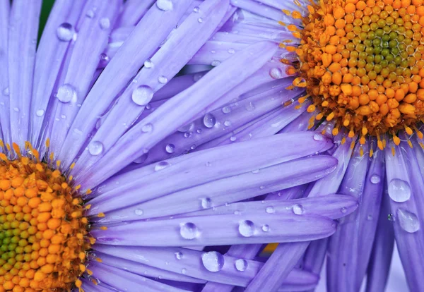 Purple daisy blommor — Stockfoto