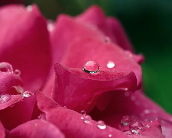 Pink rose — Stock Photo, Image