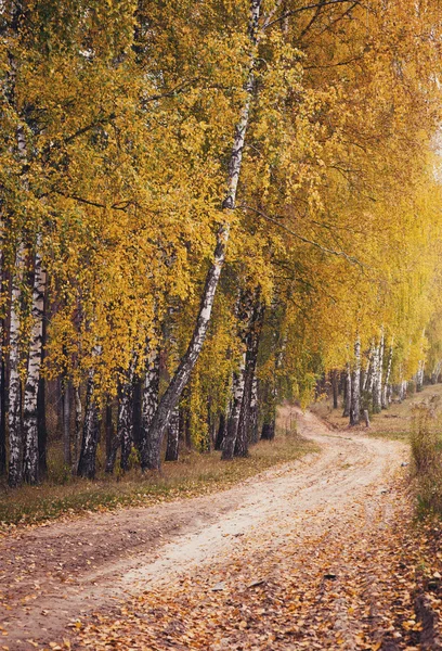 Autunno strada forestale — Foto Stock