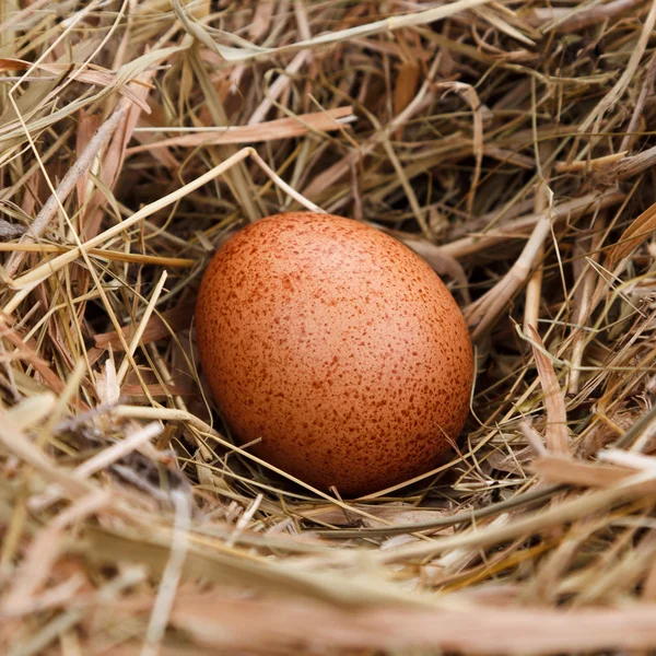 Egg in the nest — Stock Photo, Image