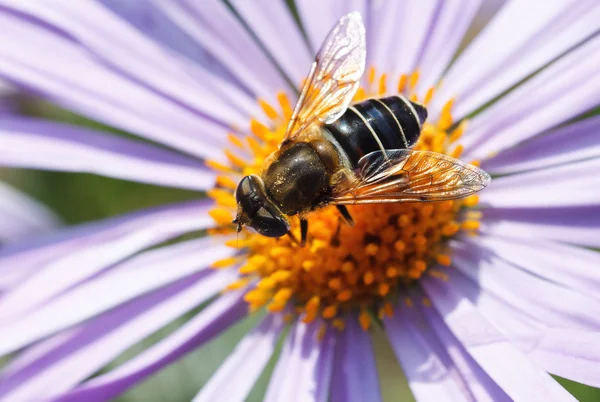 Bee on daisy — Stock Photo, Image