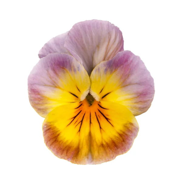 Pansy com gotas de orvalho isolado — Fotografia de Stock