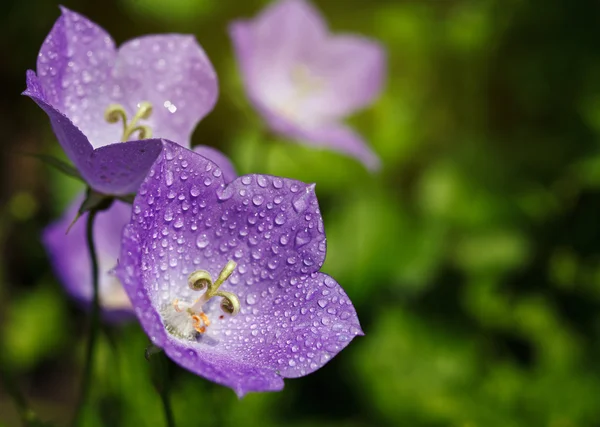 Bluebells with drops — Stock Photo, Image