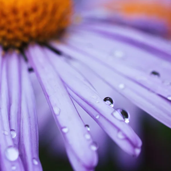 Purple daisy blomman — Stockfoto