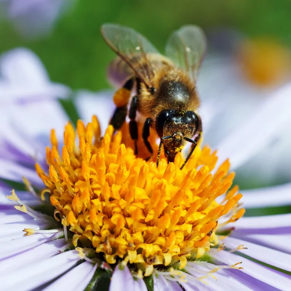 Bee och daisy — Stockfoto