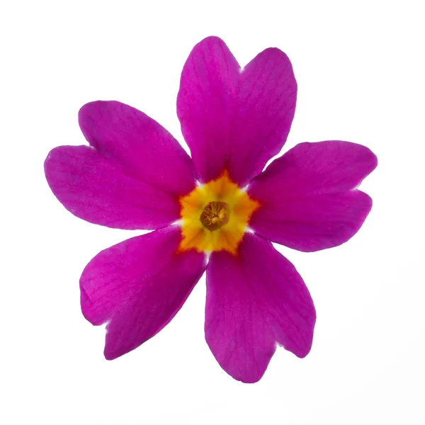 Purple Primula — Stock Photo, Image