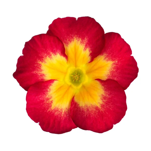 Pembe çuha çiçeği — Stok fotoğraf