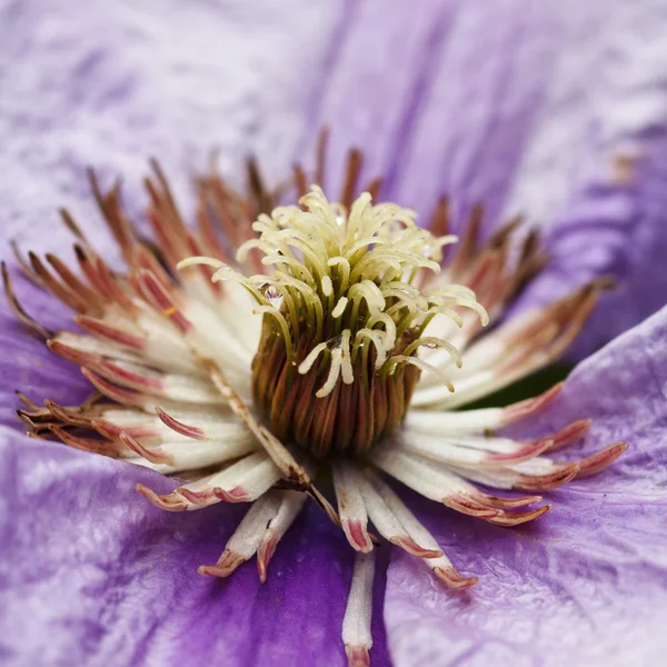 Clematis flower — Stock Photo, Image