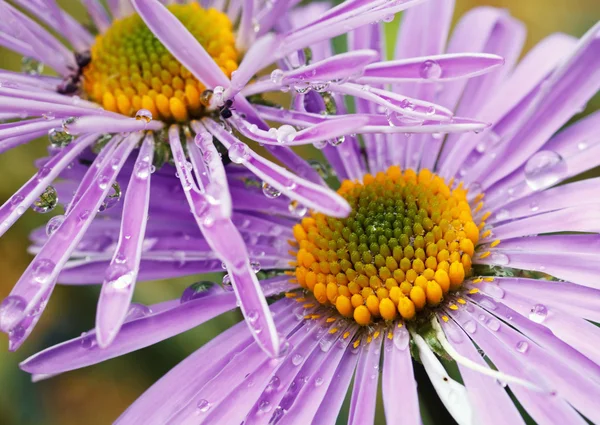 Violett prästkragar i trädgården — Stockfoto