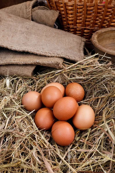 Huevos de nido —  Fotos de Stock