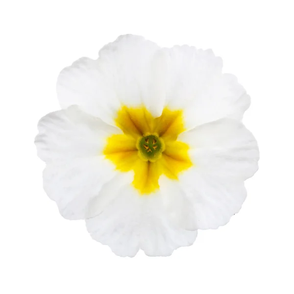 Primula branco com gotas de orvalho — Fotografia de Stock