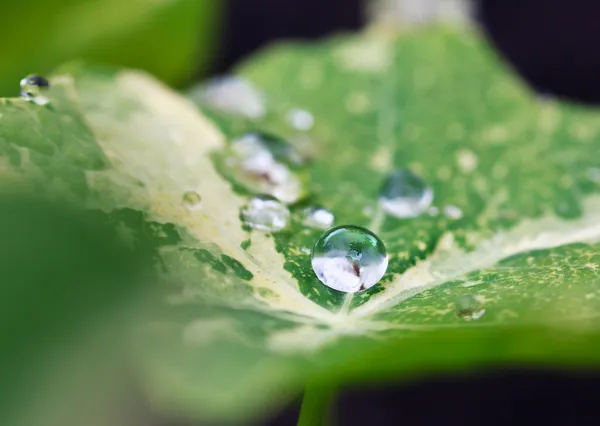 Gotas em uma folha — Fotografia de Stock