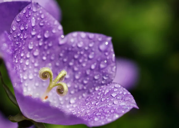 Harebell con gocce — Foto Stock