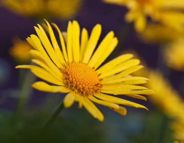 Gula blommor — Stockfoto