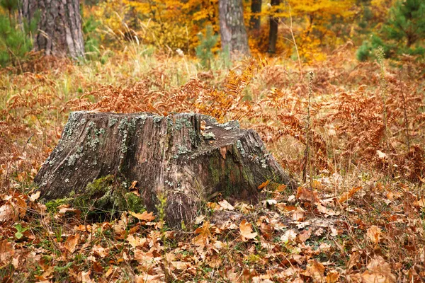 Old tree stump — Stock Photo, Image