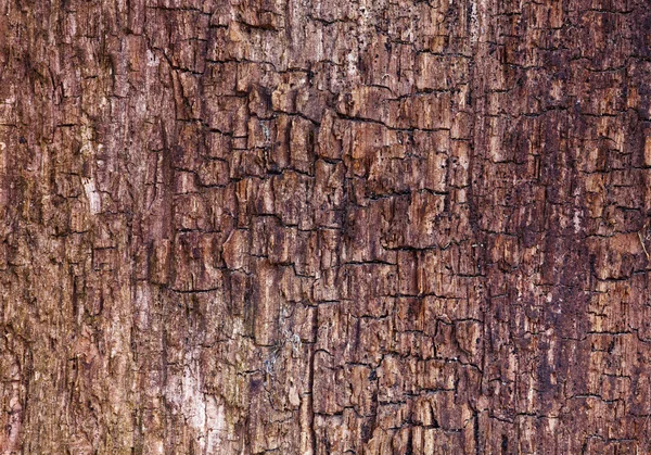 Natureza textura de madeira — Fotografia de Stock