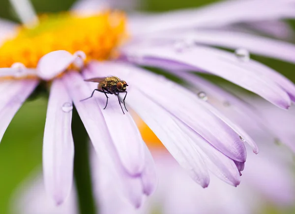 Lila Gänseblümchen und Fliege — Stockfoto