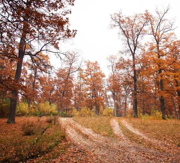 Camino forestal de otoño — Foto de Stock