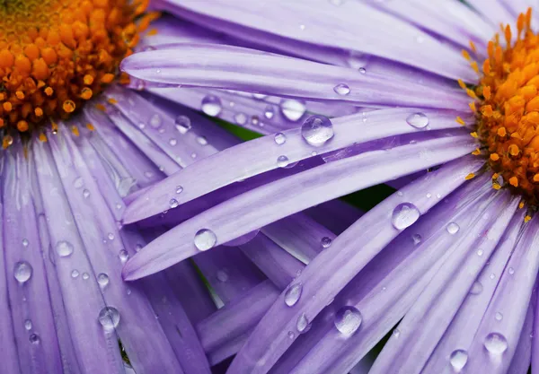 Красиві фіолетові ромашки квіти — стокове фото