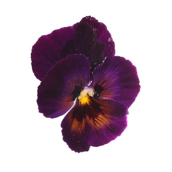 Paarse viooltje met dauw druppels — Stockfoto