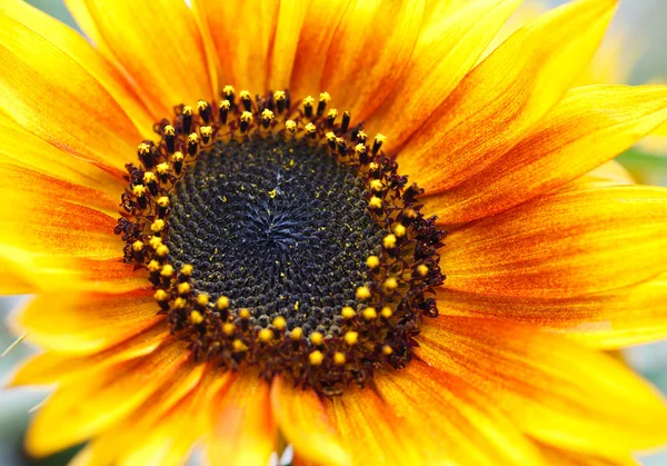 Girasol — Foto de Stock