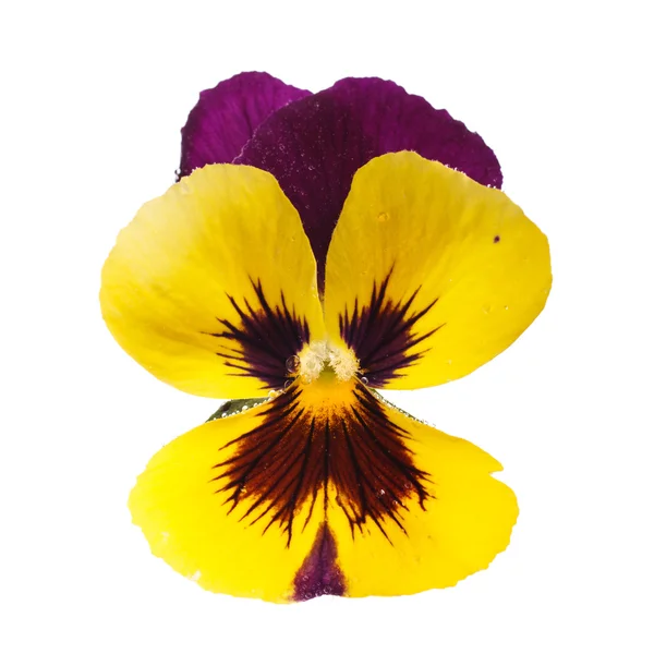 Pansy amarelo com gotas de orvalho — Fotografia de Stock