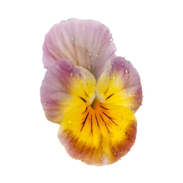 Pansy with dew drops isolated — Stock Photo, Image