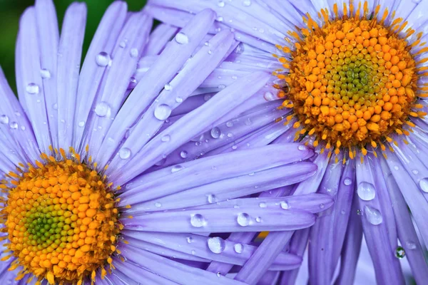 Vackra lila daisy blommor — Stockfoto