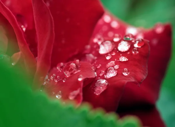 Gotas de Rocío — Foto de Stock