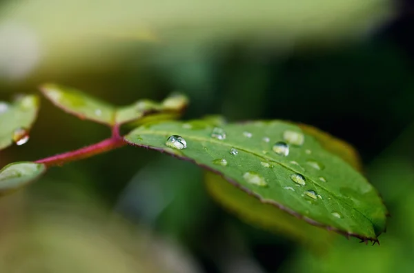 Blad med regndroppar — Stockfoto